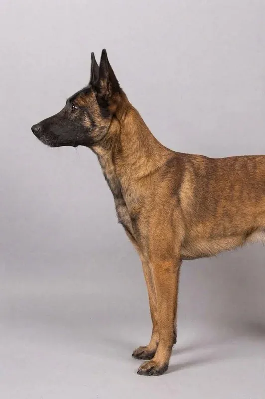 FAQ – Bettwanzen-Spürhunde