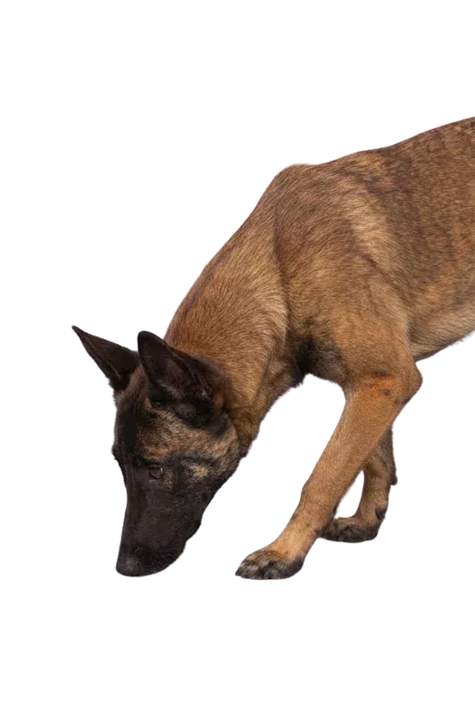 Bettwanzenspürhund