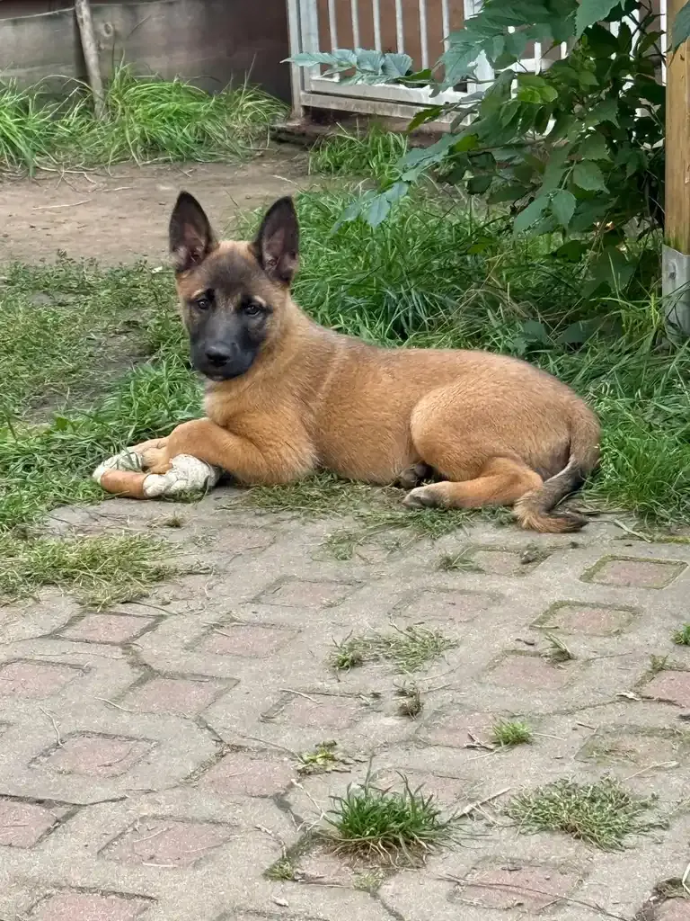 Fly, Malinois in Ausbildung zum Bettwanzenspürhund